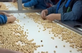 CENK FERUDUNOĞLU OSMAN AĞA FINDIK ÜRETİMİ LTD ŞTİ